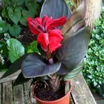 Canna x generalis 'CANNOVA Red Shades' - 