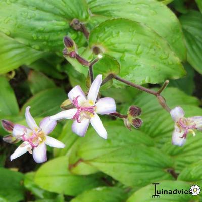 Tricyrtis hirta 'Tojen'