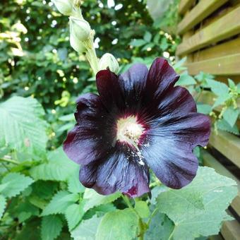 Alcea rosea 'Nigra'