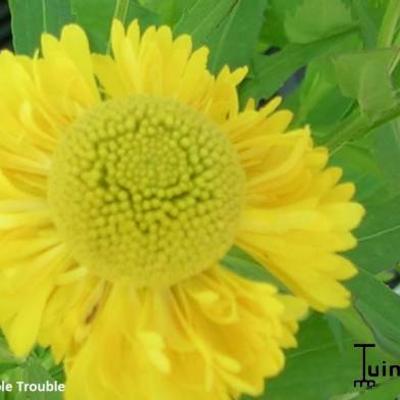 Helenium 'Double Trouble'