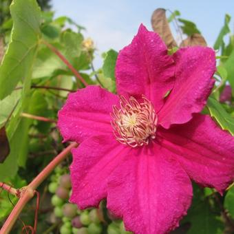 Clematis 'Niobe'