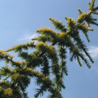 Cedrus deodara 'Aurea'