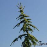 Cedrus deodara 'Aurea' - 