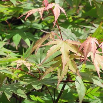 Acer palmatum