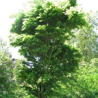 Acer palmatum