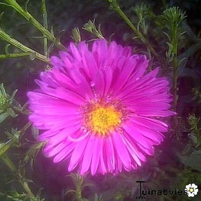 Aster dumosus 'Jenny' - Aster dumosus 'Jenny'