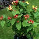 Hypericum x inodorum 'Rheingold' - 