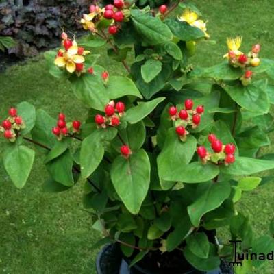 Hypericum x inodorum 'Rheingold' - 