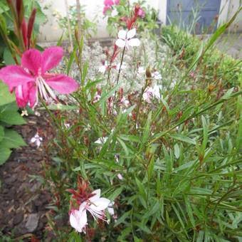 Gaura lindheimeri 'GAUDI Red'