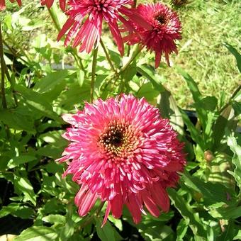 Echinacea purpurea 'Cranberry Cupcake'