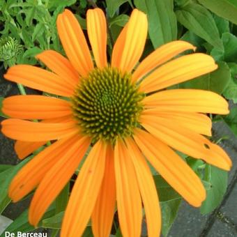 Echinacea purpurea  'Now Cheesier'