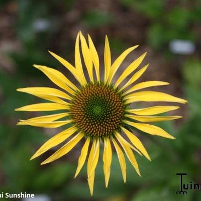 Echinacea purpurea 'Maui Sunshine' - 