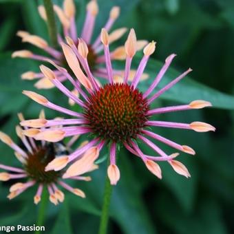 Echinacea purpurea 'Orange Passion'