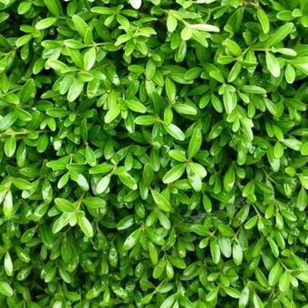 Buxus microphylla 'Herrenhausen'