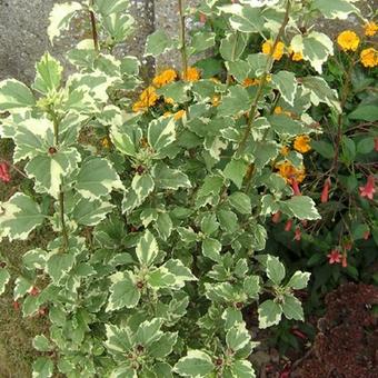 Hibiscus syriacus 'Purpureus Variegatus'