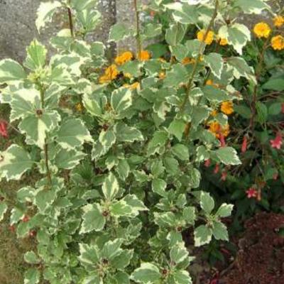 Hibiscus syriacus 'Purpureus Variegatus' - 