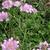 Scabiosa columbaria 'Pink Mist'