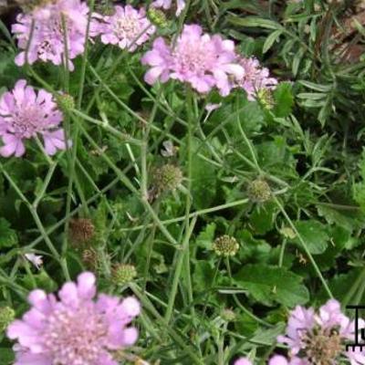 Scabiosa columbaria 'Pink Mist' - Scabiosa columbaria 'Pink Mist'