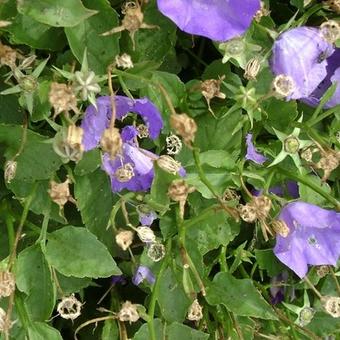 Campanula carpatica 'Blaue Clips'