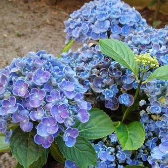 Hydrangea macrophylla 'Hopcorn'