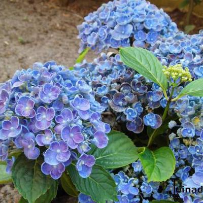 Hydrangea macrophylla 'Hopcorn' - 