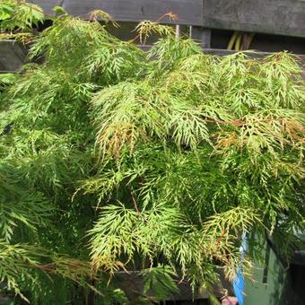 Acer palmatum 'Emerald Lace'