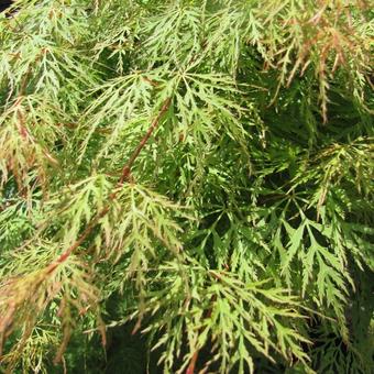 Acer palmatum 'Emerald Lace'