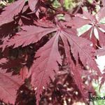 Acer palmatum 'Burgundy Lace' - 