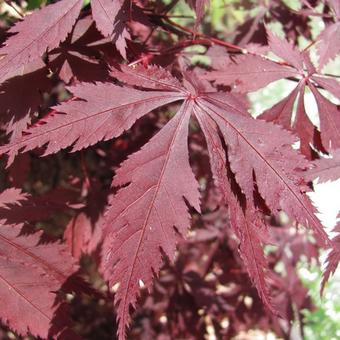 Acer palmatum 'Burgundy Lace'