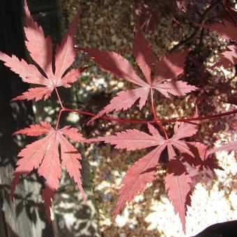 Acer palmatum 'Burgundy Lace'