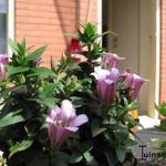 Gentiana cruciata x scabra 'Alpine Success Pink' - 