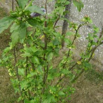 Hibiscus syriacus 'Hamabo' - Hibiscus syriacus 'Hamabo'