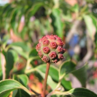 Cornus kousa