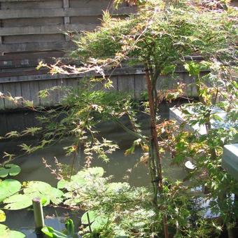 Acer palmatum 'Emerald Lace'