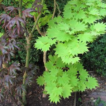 Acer shirasawanum 'Aureum'