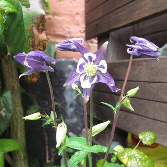 Aquilegia vulgaris