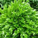 Buxus Sempervirens 'Haller' - 