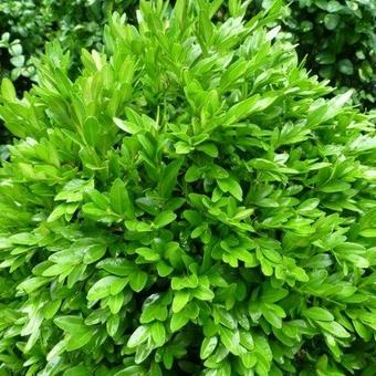 Buxus Sempervirens 'Haller'