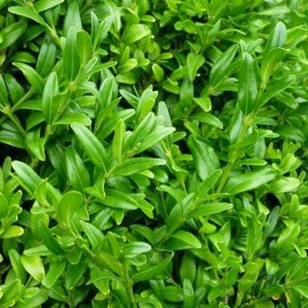 Buxus sempervirens 'Fiesta'