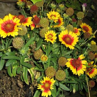 Gaillardia (varieteiten)