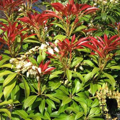 Pieris japonica 'Mountain Fire' - 