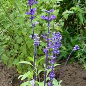 Salvia farinacea 'Victoria'