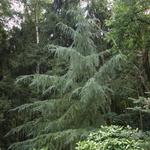 Cedrus deodara  'Karl Fuchs' - 