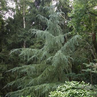 Cedrus deodara  'Karl Fuchs'