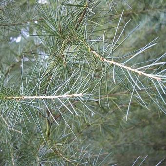 Cedrus deodara  'Karl Fuchs'