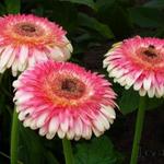 Gerbera jamesonii  'Flokaroo' - Patio Gerbera Karoo - 