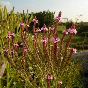 Verbena hastata 'Rosea'