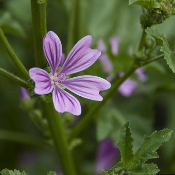 Malva sylvestris