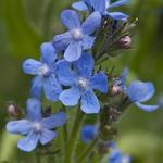 Anchusa azurea  - Italienische Ochsenzunge - Anchusa azurea 