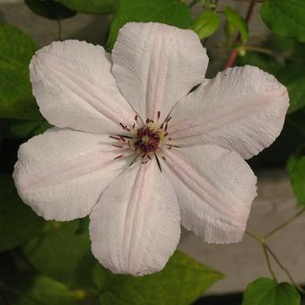 Clematis  'John Paul II'